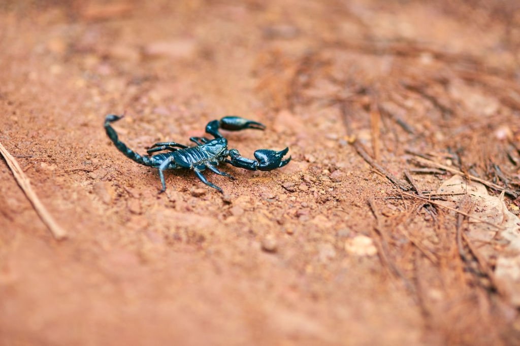 Hvad betyder det at drømme om skorpion? 1