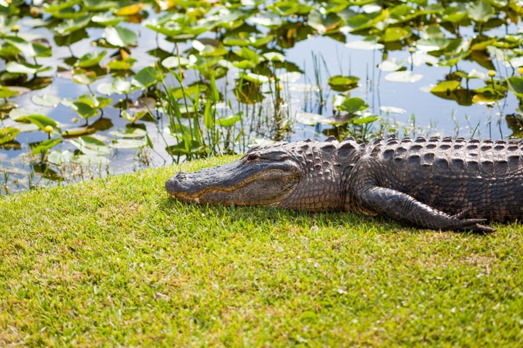 Betydning af at drømme om alligator? 1
